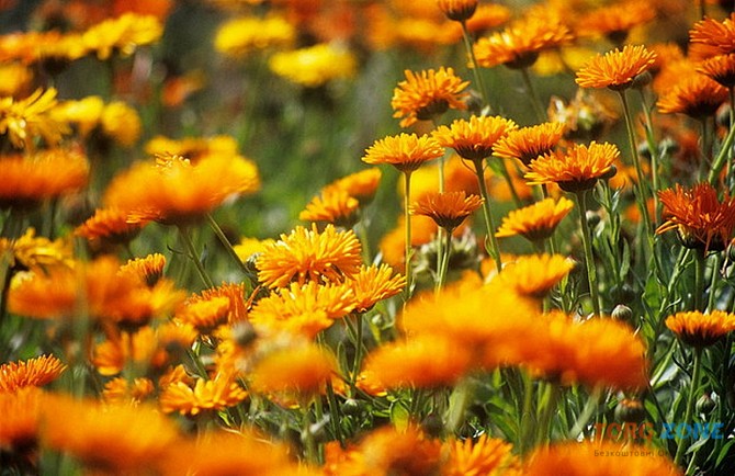 цветки календулы сухие Харьков - изображение 1