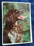 открытки "Породы собак" Київ