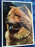 открытки "Породы собак" Київ