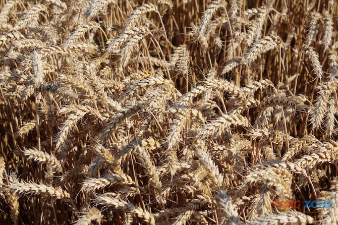 Закуповуємо пшеницю, ріпак, соняшник Запоріжжя - зображення 1