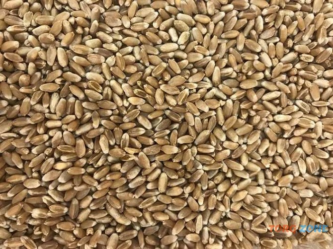 Куплю пшеницю, ріпак, соняшник Запоріжжя - зображення 1