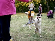 Зоопсихолог Одесса. Воспитание и дрессировка собак. Видеоконсультации онлайн Одеса