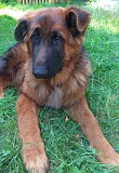 Вставки в уши для постава ушей у собак Киев