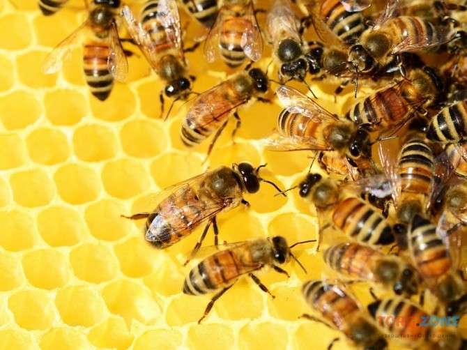 Продаю пчелосемьи Луганськ - зображення 1