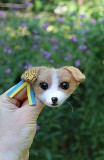 Пес Патрон брошь игрушка собака светлее валяная из шерсти ручной работы интерьерная песик игрушка Одеса
