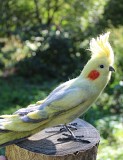 Валяная игрушка попугай корелла из шерсти интерьерная птица папуга корелла войлочна хендмєйд пташка Одеса