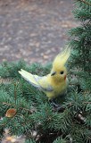 Игрушка корелла птица валяная з вовни попугай хендмэйд сувенир интерьерная іграшка валяна подарок Одеса