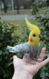 Корелла попугай валяная игрушка хендмэйд папуга сувенир интерьерная птица из шерсти валяная подарок Одеса