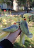 Попугай брошь клюв слева валяная игрушка корелла из шерсти сувенир прикраса интерьерная птица папуга Одеса