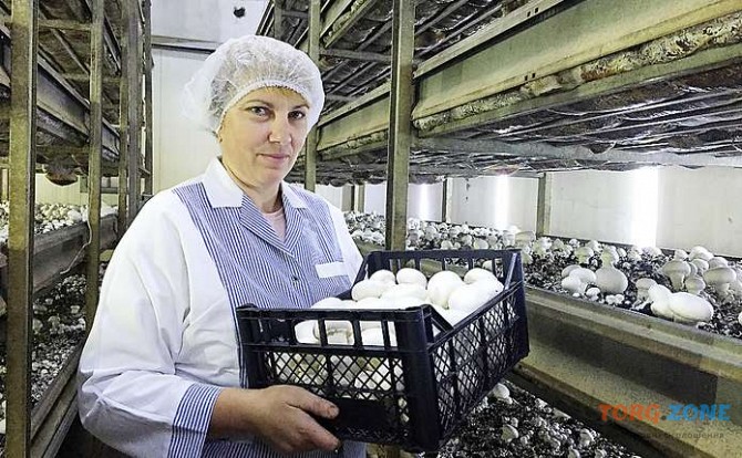 Підприємство з вирощування грибів шампіньйонів запрошує на роботу Харьков - изображение 1