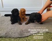 Милые и игривые щенки мини-той-пуделя ищут семью Київ