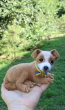 Собачка іграшка валяна з шерсті інтерєрна пес патрон хендмєйд песик патріотичний Одеса