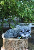 Котик сірий валяна іграшка інтерєрна сувенір подарунок кошка хендмєйд игрушка хендмєйд подарок кошка Одесса