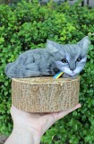 Котик сірий валяна іграшка інтерєрна сувенір подарунок кошка хендмєйд игрушка хендмєйд подарок кошка Одесса