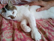 Віддам стерилізовану молоденьку кішку в добрі руки Київ