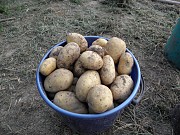 Киранда ранний посадочный картофель (элита) Новгород-Сіверський