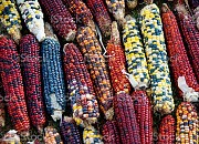 Кукуруза сортовая семена (красная, синяя, чёрная и др) Новгород-Сіверський