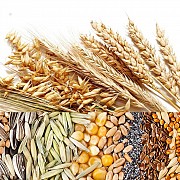 Продаж зернових в ЄС через спільне підприємство в Болгарії Дніпро