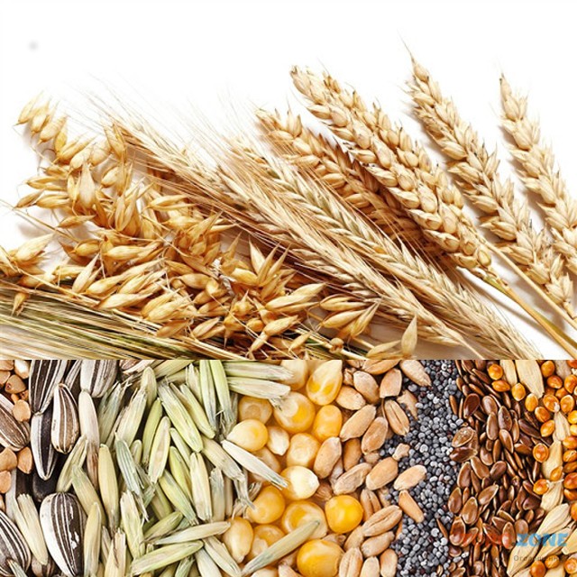 Продаж зернових в ЄС через спільне підприємство в Болгарії Дніпро - зображення 1