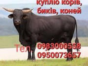 Корови, коні, свиноматки Харьков