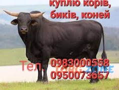 Корови, коні, свиноматки Харків - зображення 1