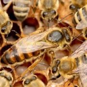 Бджоломатки українські степові Хмельницький