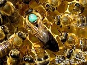 Бджоломатки українські степові Хмельницкий