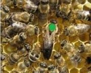 Бджоломатки українські степові Хмельницкий