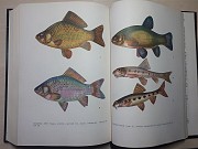 Уникальная книга бестселлер Л.п.сабанеева «жизнь и ловля пресноводных рыб» Киев