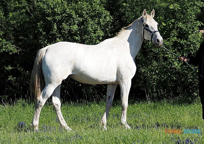 Продаж коней Запорожье - изображение 1