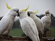 Парасолькові папуги какаду Київ