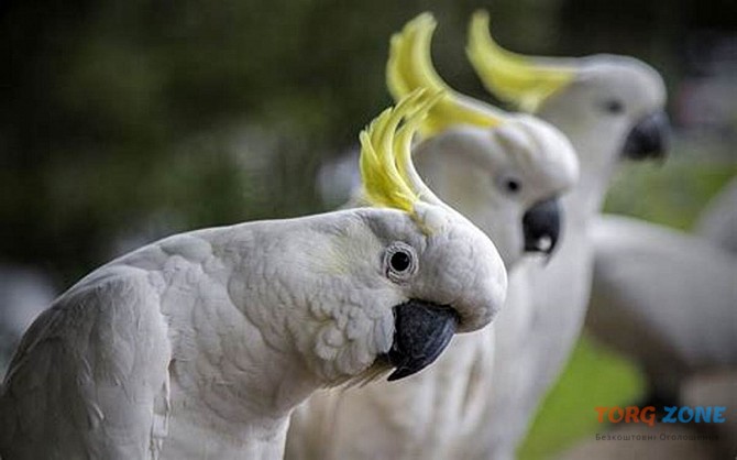 Парасолькові папуги какаду Київ - зображення 1