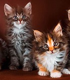 Племінні кошенята сфінкс, зареєстровані TICA Київ