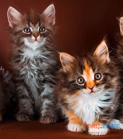 Племінні кошенята сфінкс, зареєстровані TICA Київ - зображення 1