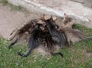 Віддам котиків Тернополь