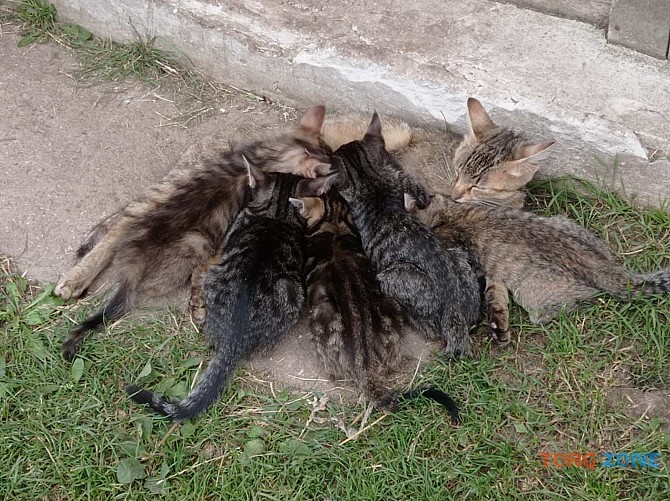 Віддам котиків Тернополь - изображение 1