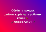 Обмін та продаж дойних корів, робочих коней Житомир