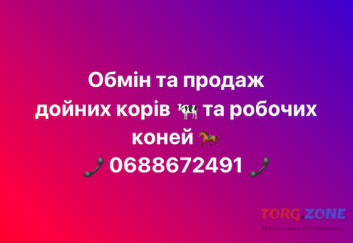 Обмін та продаж дойних корів, робочих коней Житомир - изображение 1