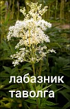 Таволга сажанці Луцк
