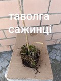 Таволга сажанці Луцк