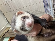 Фредка 11 мес. Черновцы