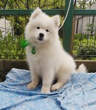 Хлопчик Самоїд. Самоед, samoyed Конотоп
