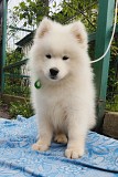 Хлопчик Самоїд. Самоед, samoyed Конотоп