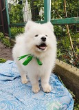 Хлопчик Самоїд. Самоед, samoyed Конотоп