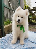 Хлопчик Самоїд. Самоед, samoyed Конотоп