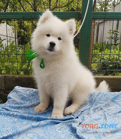 Хлопчик Самоїд. Самоед, samoyed Конотоп - изображение 1