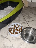 Миска Slow Feeder Bow доставка із м.Дніпро