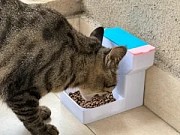 Миска для котів, доставка із м.Дніпро