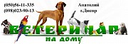 Вызов ветеринара на дом Днепр Кастрация, Стерилизация Днепр