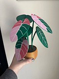 Alocasia Black Velvet, набір підставок Днепр